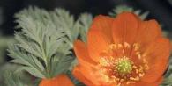 Цветок адонис (горицвет): разные виды с фото, посадка и уход Адонис красная кровь