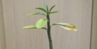 Мы знаем, почему пропадает вариегатность на листьях адениума, а также о прочих проблемах цветка Почему адениум сбрасывает листья